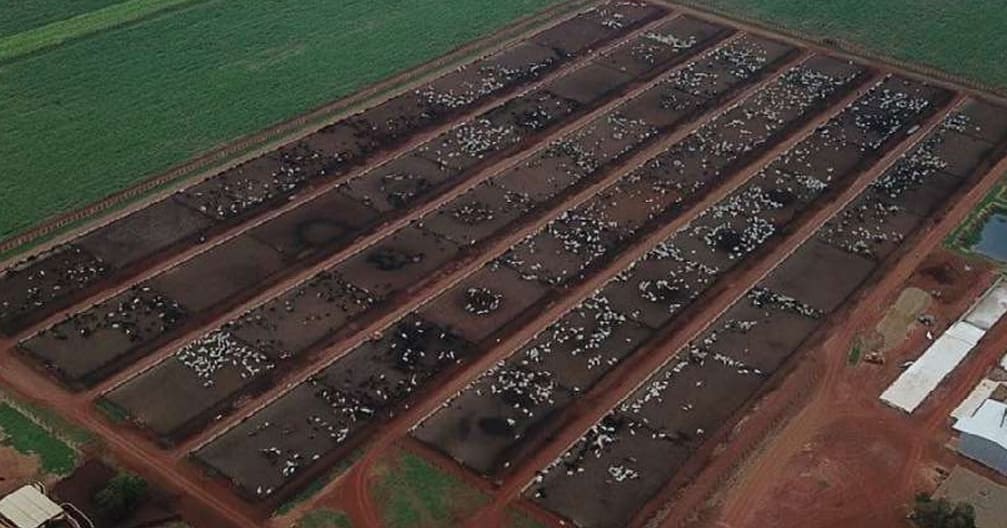 Confinamento de gado de corte