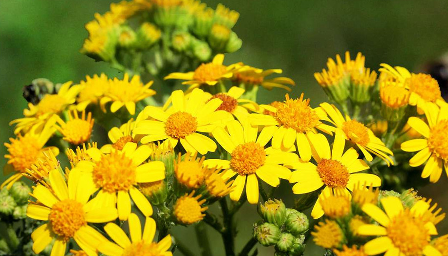Senecio spp.